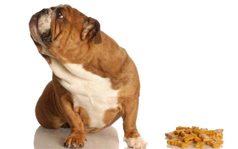 5-fussy-dog-food-recipes-patchpuppycom image