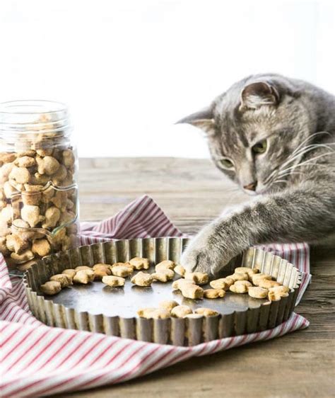 spoil-your-kitty-with-these-homemade-recipes-spca image