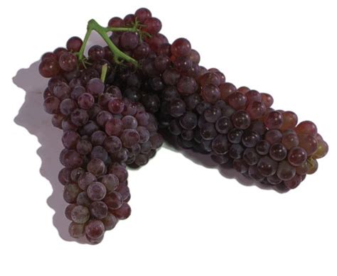 champagne-grapes-natures-produce image