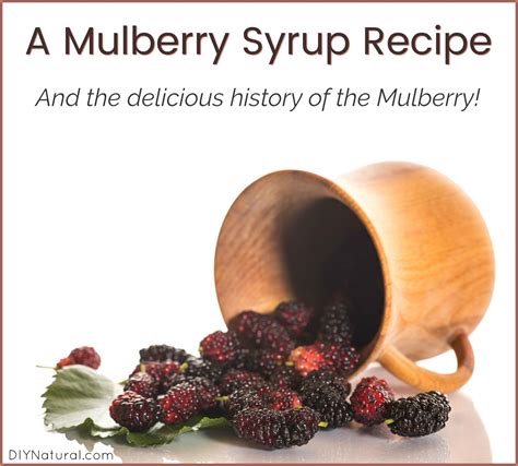 the-many-uses-of-mulberries-and-a-syrup-recipe-diy image