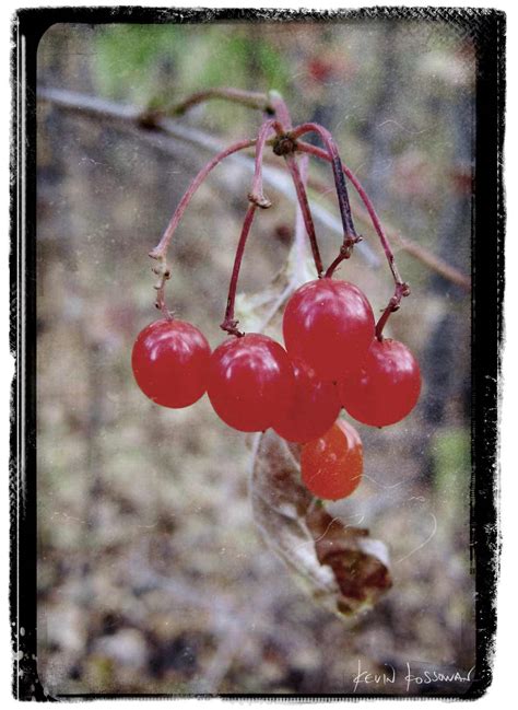 highbush-cranberry-slow-food image