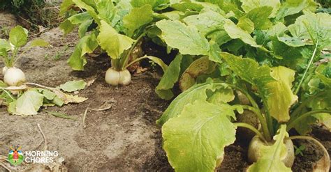 5-simple-steps-to-harvesting-turnip-greens-and-5 image