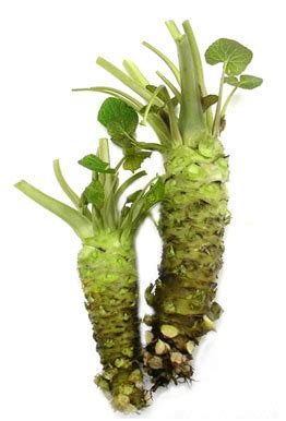 wasabi-the-asian-superfood-for-a-healthy-life-world image
