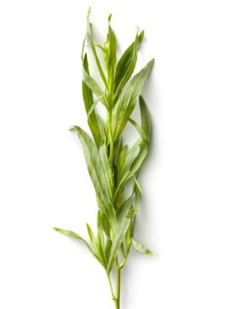 herb-of-the-month-tarragon-food-network-healthy image