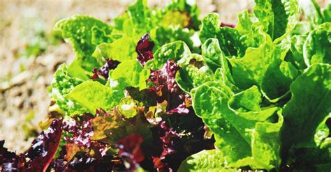 growing-mesclun-greens-a-complete-guide-to-planting image