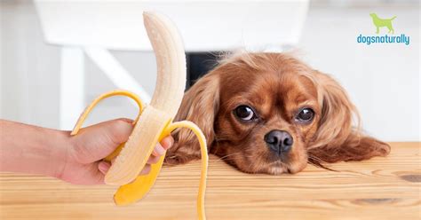 can-dogs-eat-bananas-6-health-benefits-of-bananas image