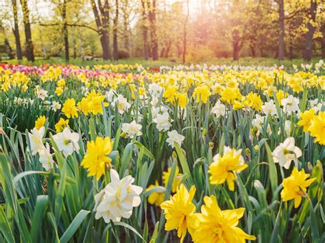 daffodil-fertilizer-how-when-and-what-to-feed image