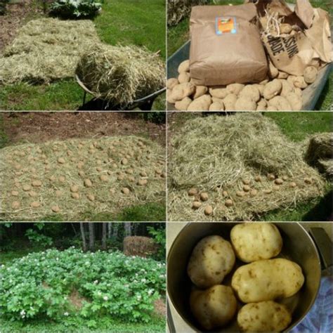 grow-lots-of-dirt-free-potatoes-with-hay-how-to image