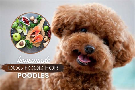 poodle-homemade-dog-food-guide-recipes-nutrition image