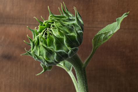 how-to-cook-a-sunflower-head-or-buds image