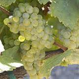 napa-valley-grape-varieties image