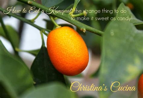 how-do-you-eat-kumquats-christinas-cucina image