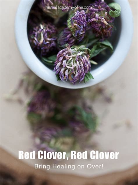 red-clover-red-clover-bring-healing-on-over-red image