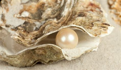 how-do-oysters-make-pearls-live-science image