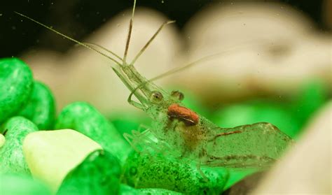 what-do-ghost-shrimp-eat-complete-guide-to-feeding image