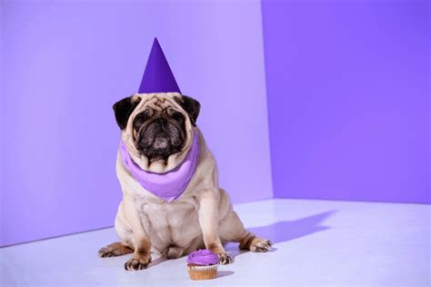 best-icing-for-dog-treats-recipe-cake-decorist image