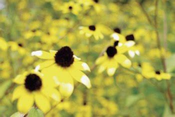 how-to-grow-perennial-brown-eyed-susans-home-guides image