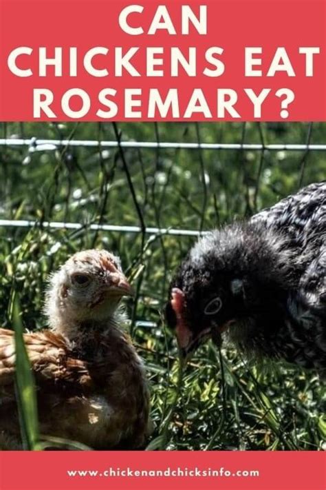 can-chickens-eat-rosemary-plus-other-powerful-herbs image