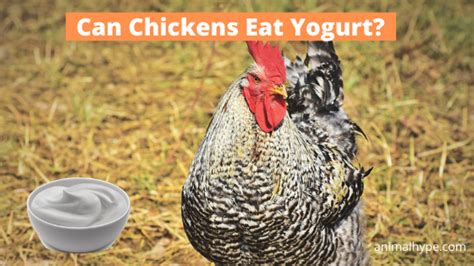 can-chickens-eat-yogurt-animal-hype image