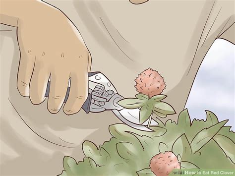 how-to-eat-red-clover-11-steps-with-pictures-wikihow image