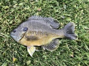 what-bluegill-really-eat-how-to-catch-them-with image