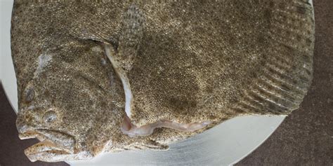 turbot-recipes-great-british-chefs image