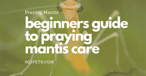 ultimate-beginners-guide-to-praying-mantis-pet-care image