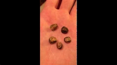 real-mexican-jumping-beans-youtube image