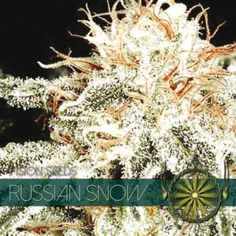 russian-snow-strain-information-cannaconnection image