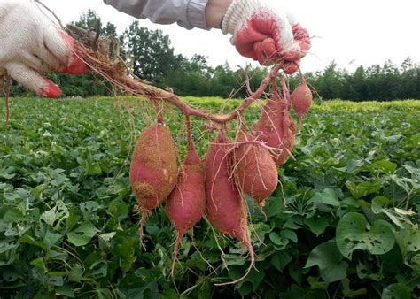 sweet-potatoes-how-to-plant-grow-and-harvest image