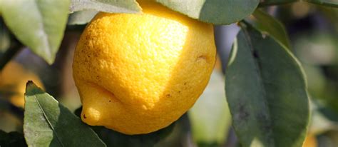 7-most-popular-italian-lemons-tasteatlas image