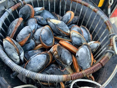 the-3000-clam-project-4-new-quahog-recipes-on-the-water image