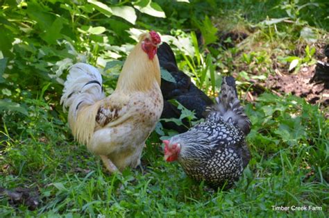 what-is-the-best-feed-for-chickens-in-summer image