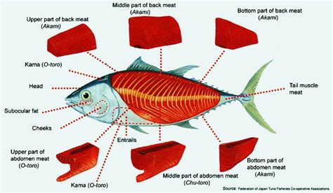 how-do-you-prepare-tuna-for-sushi-breakthrough image