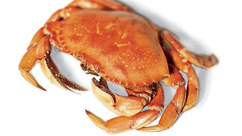 how-to-cook-crab-the-guide-to-dungeness-crab image