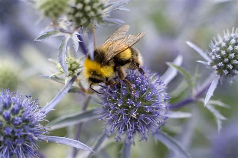 best-plants-for-bees-bbc-gardeners-world-magazine image