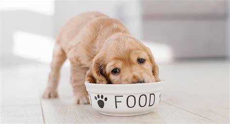 how-much-to-feed-a-puppy-your-complete-puppy image