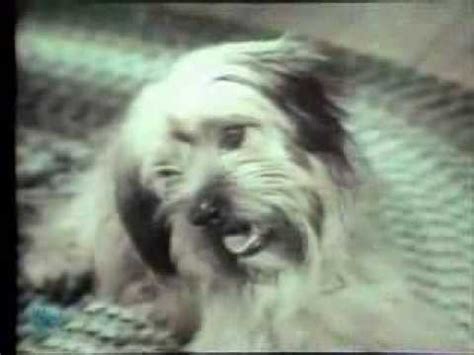 1970-chuck-wagon-dog-food-commercial-youtube image