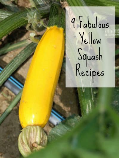 9-fabulous-yellow-squash-recipes-mom-prepares image