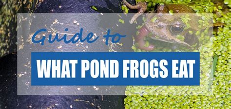 what-do-frogs-eat-in-a-pond-frog-diet-facts image
