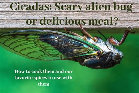 do-people-eat-cicadas-you-bet-these-spices-make-them image
