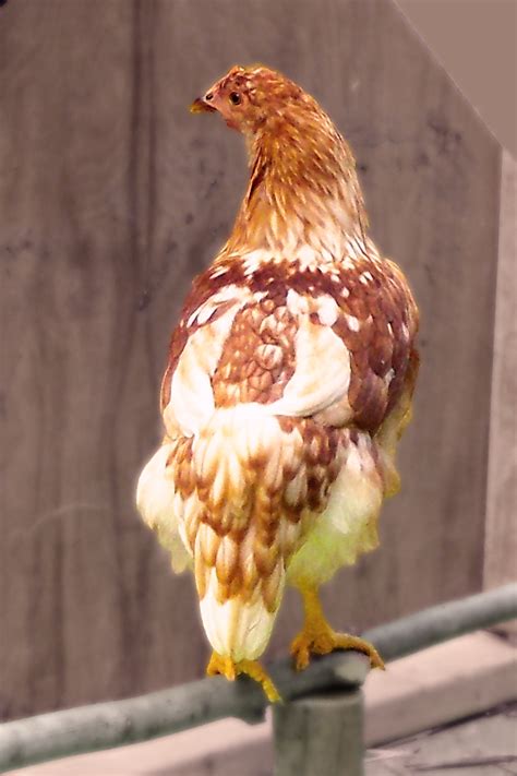 gold-star-backyard-chickens-learn-how-to-raise image