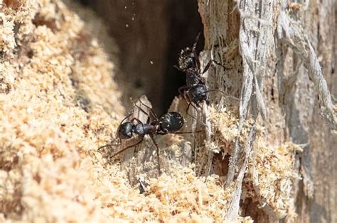 how-to-get-rid-of-carpenter-ants-in-a-tree-hassle-free image