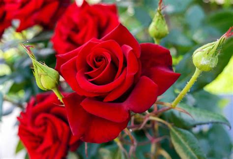 garden-roses-queen-of-edible-flowers image