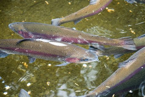 what-do-rainbow-trout-eat-western-canadian-fishing image
