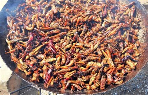 how-to-prepare-cook-crickets-fry-roast-more-exo image
