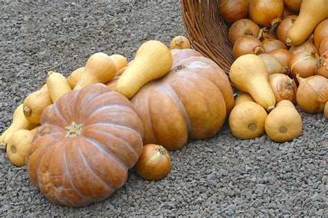 winter-squash-guide-new-england-travel-food-living image