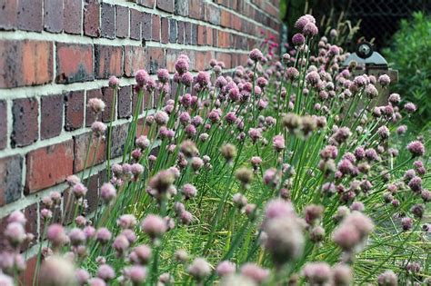 growing-chives-the-complete-guide-to-plant-grow-and image