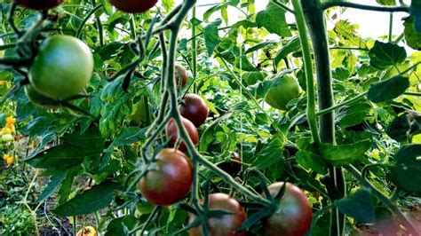 chocolate-cherry-tomato-plant-care-a-definitive-guide image