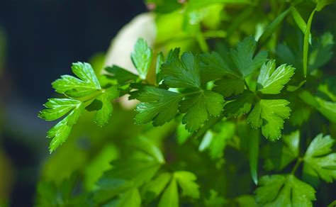 all-about-parsley-and-how-to-buy-use-and-store-it image
